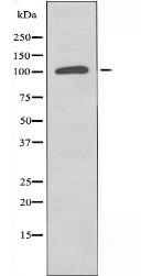 CNTN2 Antibody