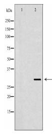 CD40LG Antibody