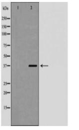 EFNB1 Antibody