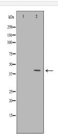 AMBP Antibody