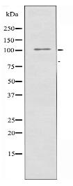 CDCA2 Antibody