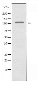 EPHA1 Antibody