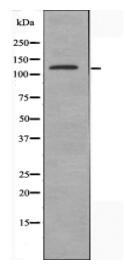 AZI1 Antibody