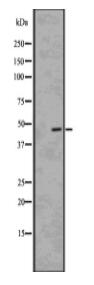 BCKD Antibody