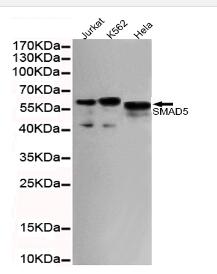 SMAD5(C-term) Mouse mAb