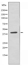 5-HT-5A Antibody