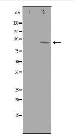 ADAM9 Antibody