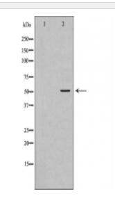 ATG4C Antibody