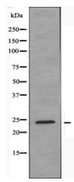 EFNA5 Antibody