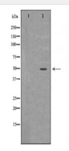 BMP7 Antibody
