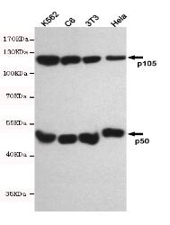 NFKB1 Mouse mAb