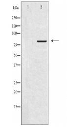 APBB2 Antibody