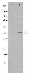CFLAR Antibody