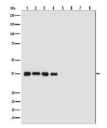 Goat Anti-Rabbit IgG (H+L) HRP
