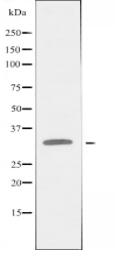 DLX4 Antibody