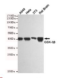 GSK3 β Mouse mAb