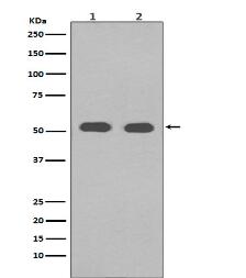 alpha Tubulin Antibody