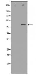 ATG7 Antibody