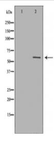 CASP10 Antibody