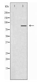 CLCN7 Antibody