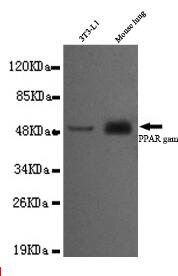 PPARγ(C-term) Mouse mAb