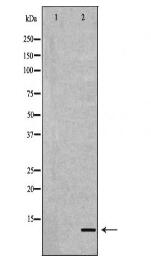 APOC2 Antibody