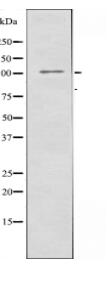 ATP1A2 Antibody