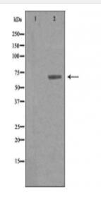 ARSG Antibody