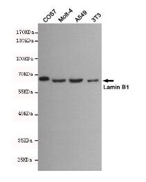 Lamin B1 Mouse mAb