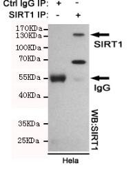SIRT1 Mouse mAb