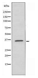 APOL2 Antibody