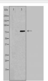 CAPN9 Antibody