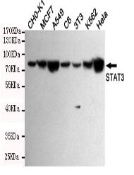 STAT3 Mouse mAb