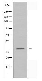 14-3-3 θ Antibody