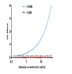 CK-MM Mouse mAb