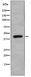 CCR7 Antibody