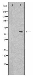 CLK1 Antibody