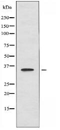 CDX2 Antibody