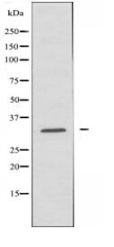 C1QBP Antibody