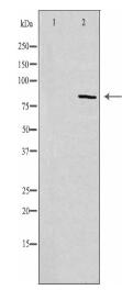 CDH11 Antibody