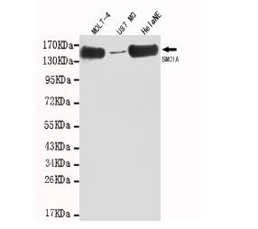 SMC1A(C-term) Mouse mAb