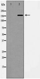 ABCC1 Antibody