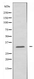 DNAJC5 Antibody