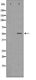 CHRNA5 Antibody