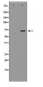 BIRC2 Antibody
