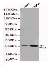 Bcl-2 Mouse mAb