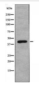BRS3 Antibody