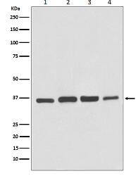 GAPDH Antibody