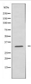 C1QC Antibody