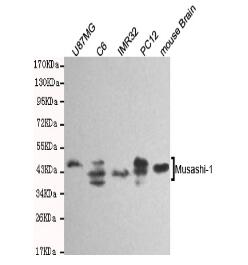 Musashi-1 Mouse mAb